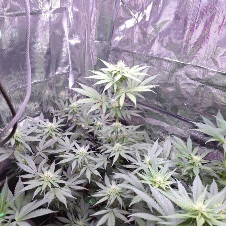 Mix indoor Grow