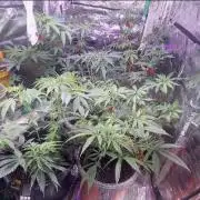 mix grow