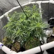 Cap Junky x 9# Hammer 4