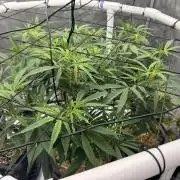 Cap Junky x 9# Hammer 4