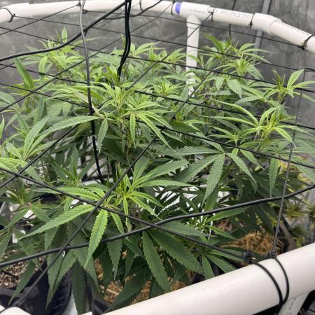 Cap Junky x 9# Hammer 4