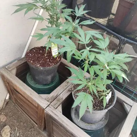 Bluecheese