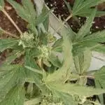 Bluecheese