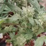 Bluecheese