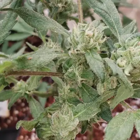 Bluecheese