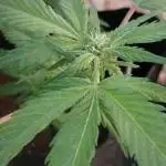 Bluecheese