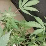 Supercheese