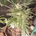 Royal Funk