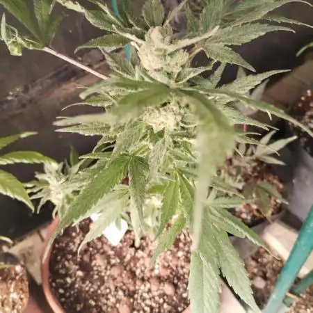 Royal Funk