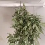 Royal Funk