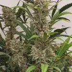 Rocbudinc honeymoon passion