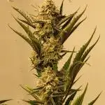 Rocbudinc honeymoon passion