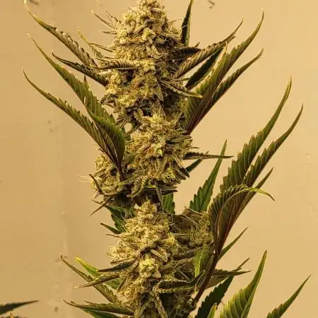 Rocbudinc honeymoon passion