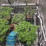 2nd Grow