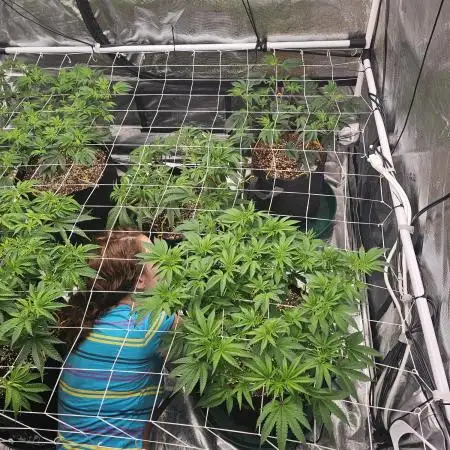 2nd Grow