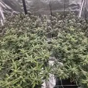 2nd Grow