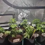 3rd Grow