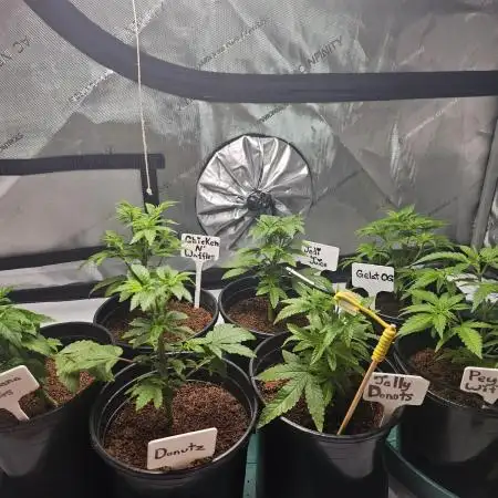 3rd Grow