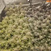 3rd Grow