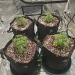 2nd Grow