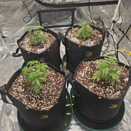 2nd Grow