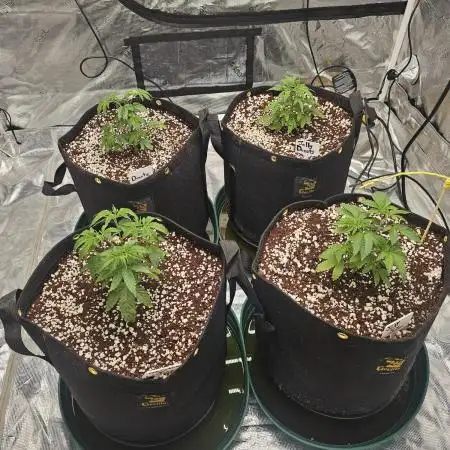 2nd Grow