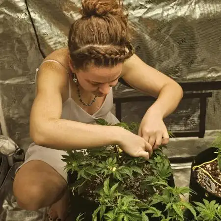 2nd Grow