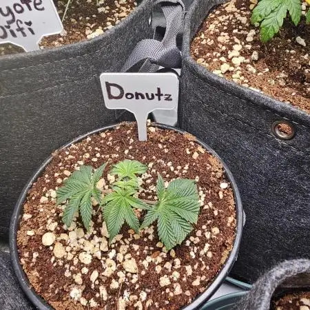 3rd Grow