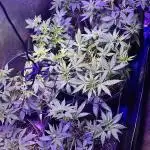 Old school strain grow pheno hunt