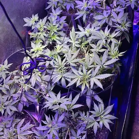 Old school strain grow pheno hunt