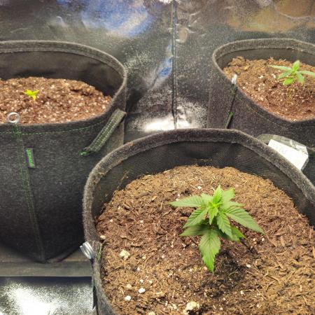 Guave Auto FastBuds Versuch