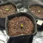 Guave Auto FastBuds Versuch