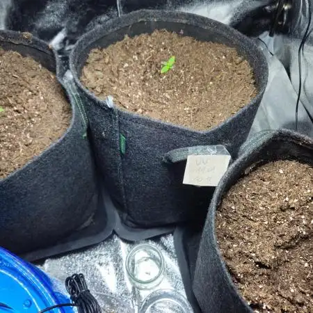 Guave Auto FastBuds Versuch