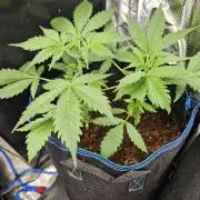 White widow auto Fastbuds test #3