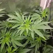 white widow last run 26 rqs femi