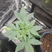 ff tropicana cookies f2b