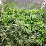 femi mix pack f2b quality test.