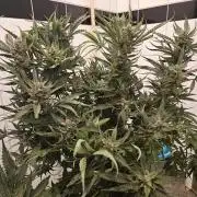 RF3 mixpack fastbuds run