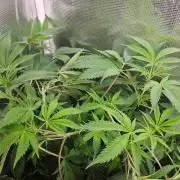 femi mix pack f2b quality test.