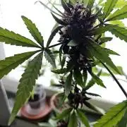 purplematic CBD run from Rqs