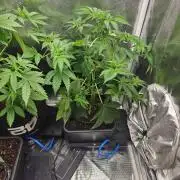 white widow last run 26 rqs femi