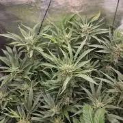 RF3 mixpack fastbuds run