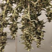 White widow auto Fastbuds test #3