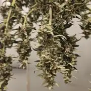 White widow auto Fastbuds test #3