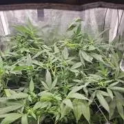 ff tropicana cookies f2b