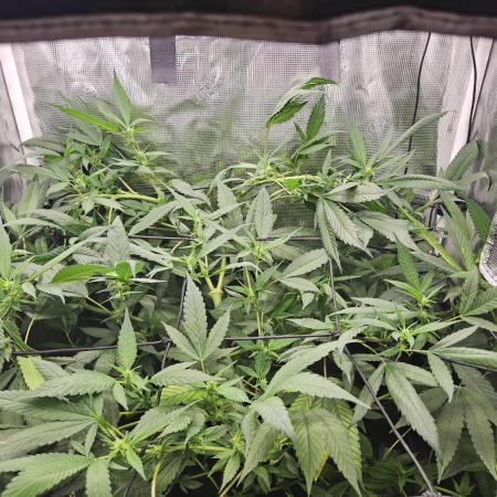 ff tropicana cookies f2b