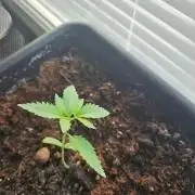 white widow last run 26 rqs femi
