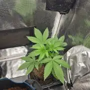 white widow last run 26 rqs femi