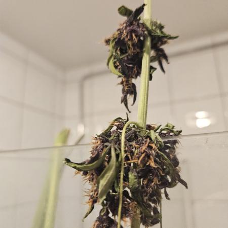 purplematic CBD run from Rqs