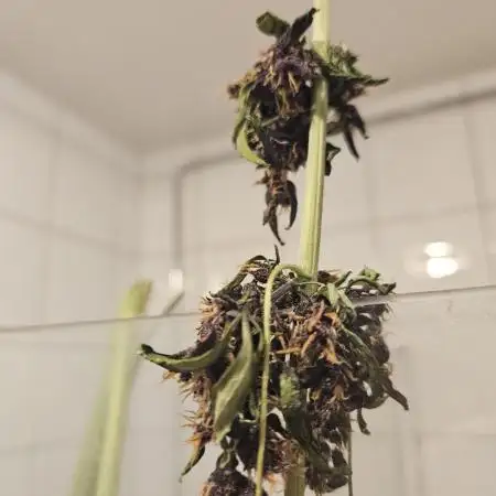 purplematic CBD run from Rqs